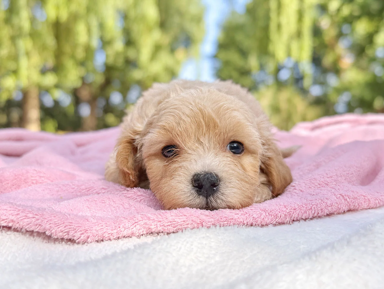 Cuccioli di Maltipoo