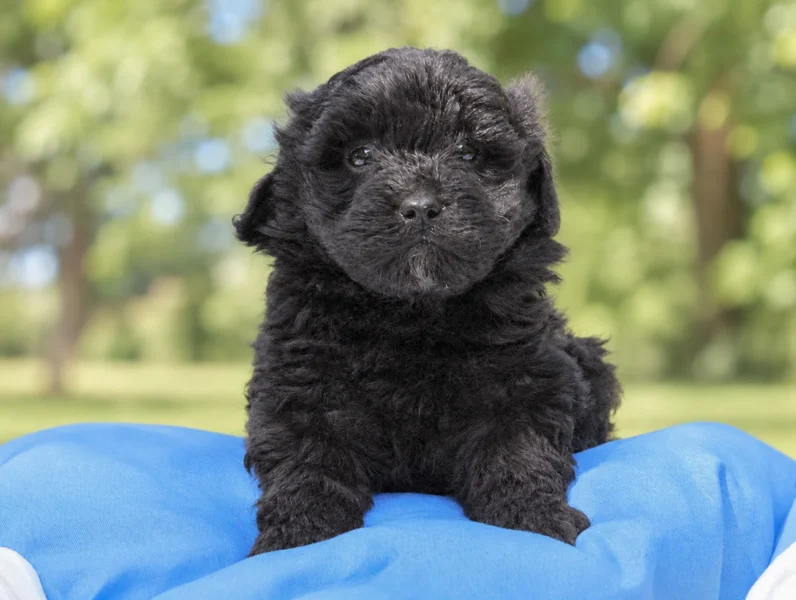 Cuccioli di Maltipoo