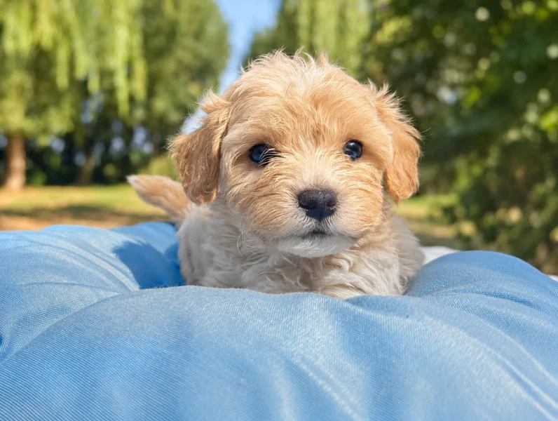 Cuccioli di Maltipoo