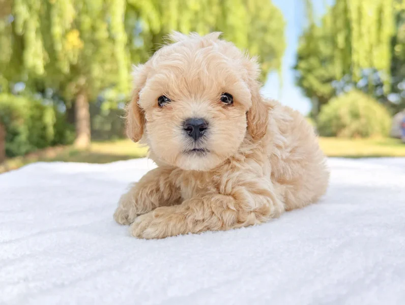 Cuccioli di Maltipoo