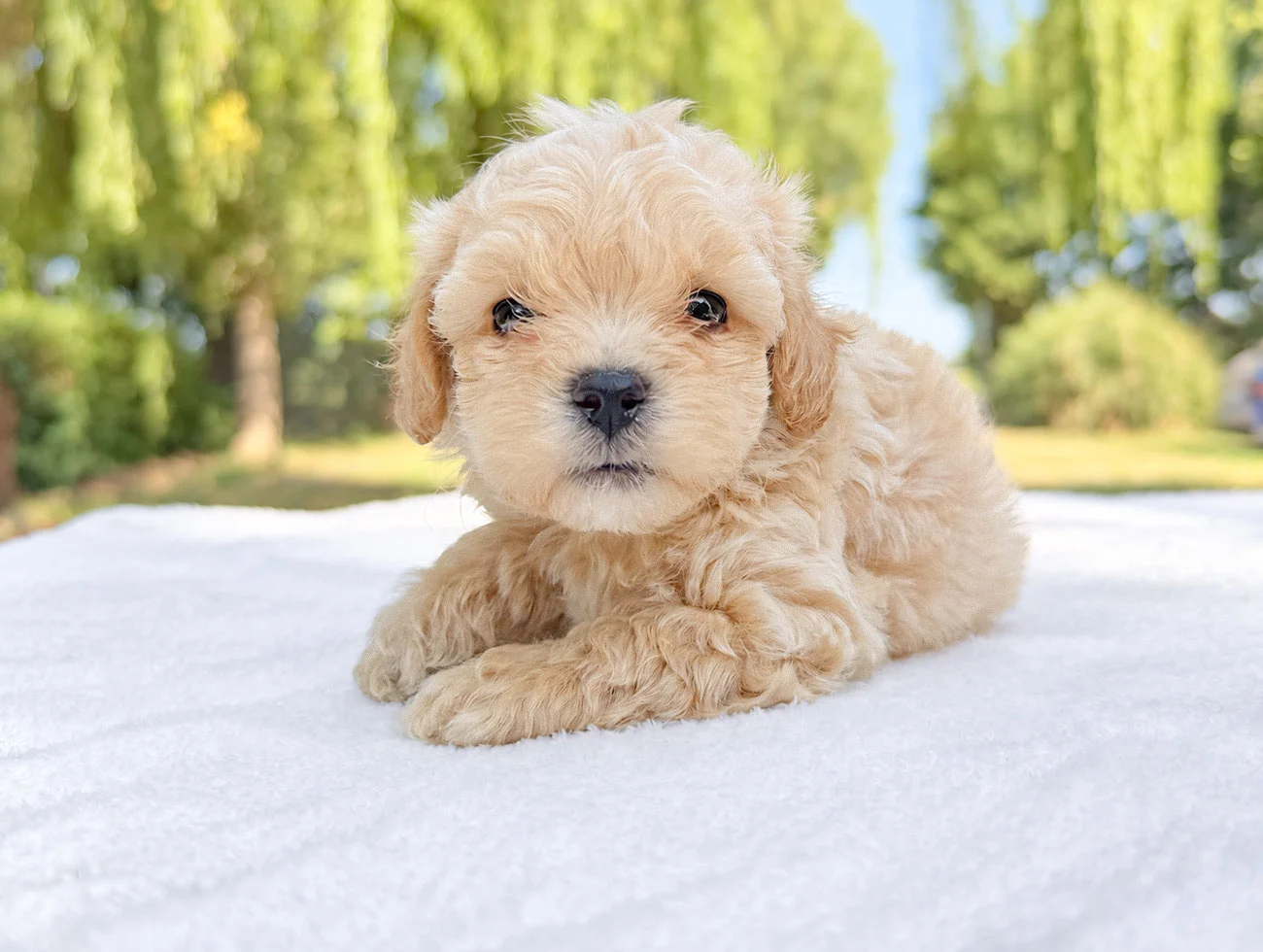 Cuccioli di Maltipoo