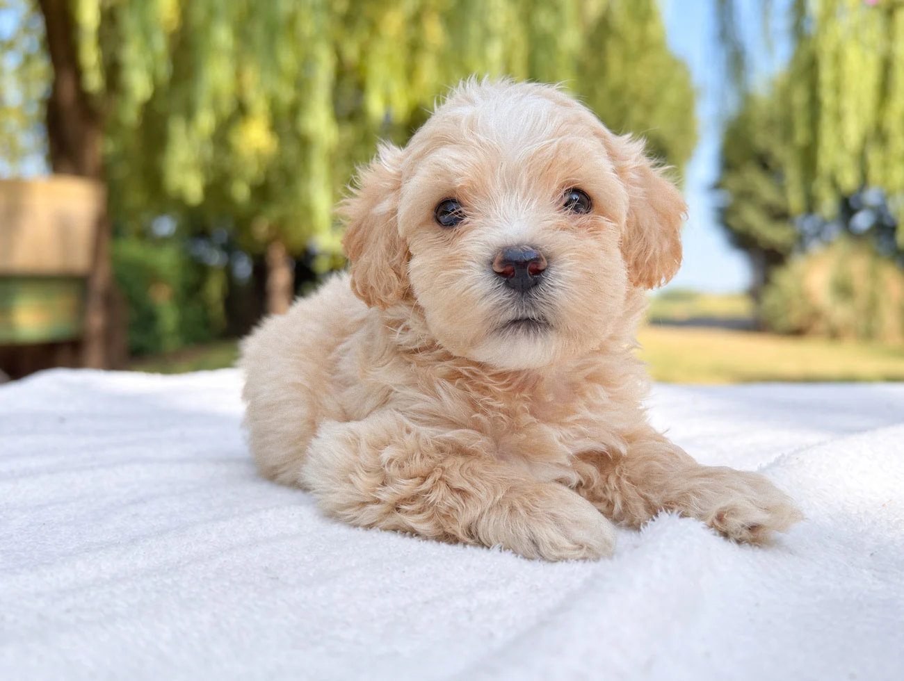 Cuccioli di Maltipoo
