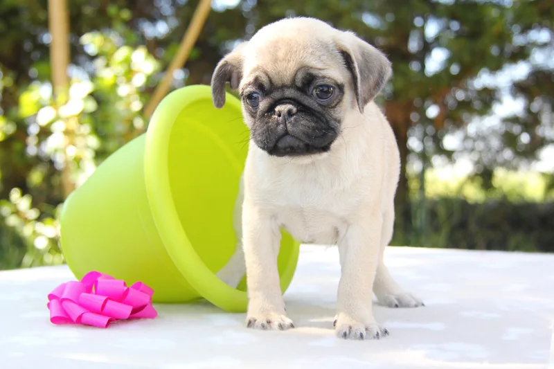 Oprah, cucciola di Carlino, su un piano chiaro con fiocco rosa e secchiello verde sullo sfondo