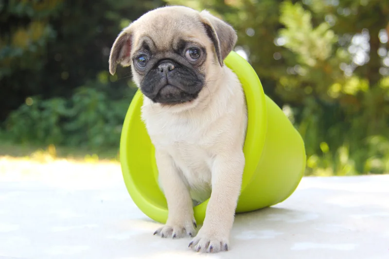 Oprah, cucciola di Carlino, accanto a un secchiello verde all’aperto