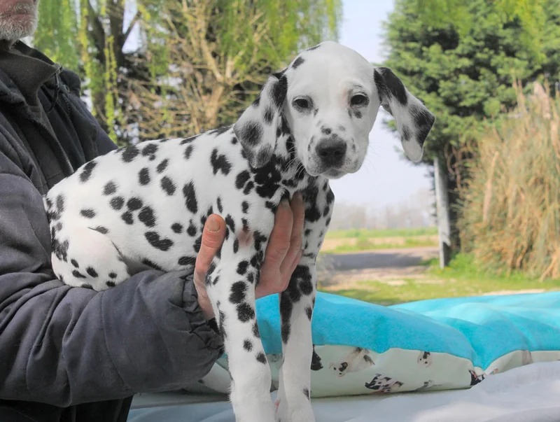 Picasso, cucciolo di Dalmata, accanto a un telo turchese con una persona che lo sostiene