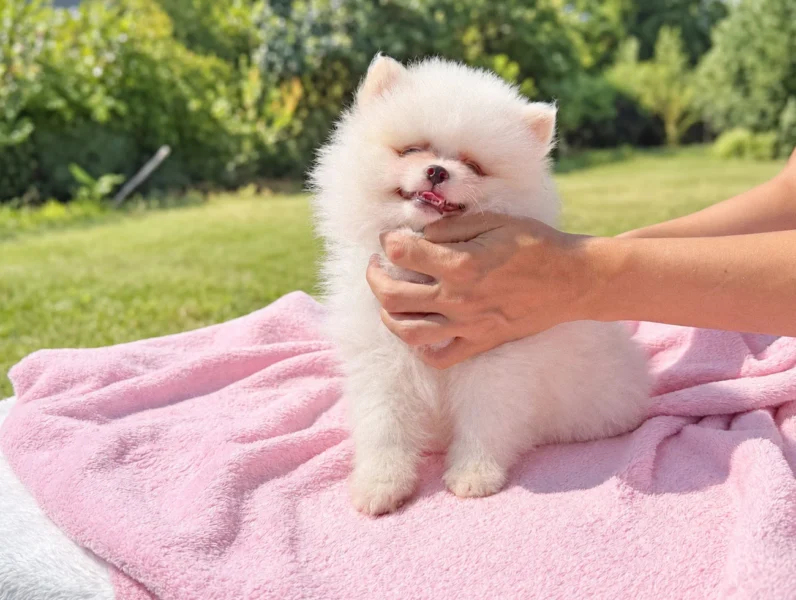 Cuccioli di Pomerania