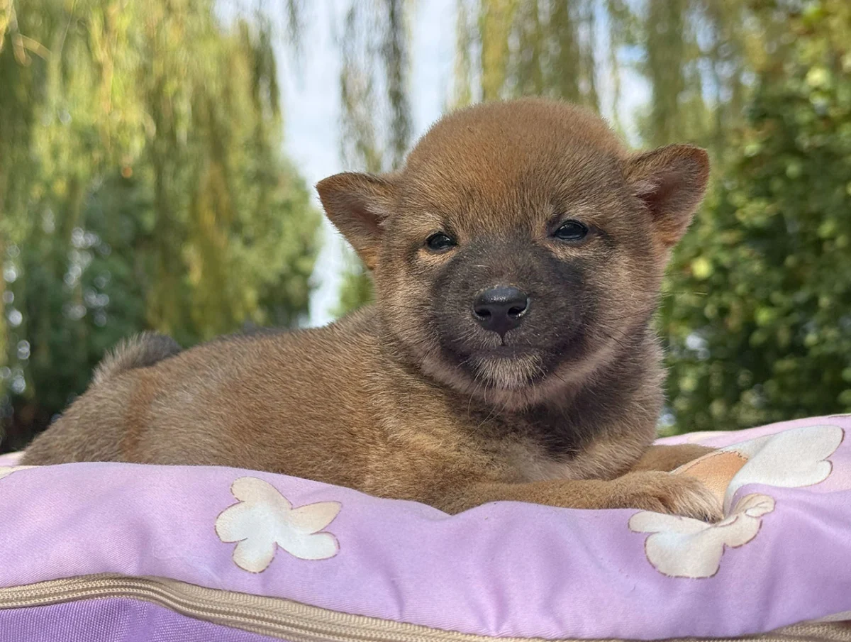 Dinah · Shiba Inu