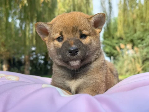 Shiba Femmina Fulvo Elysia