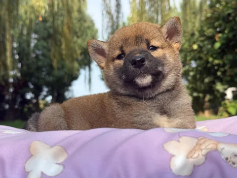 Shiba Femmina Fulvo Elysia2