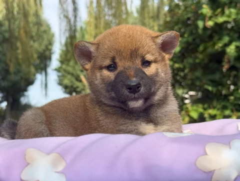 Shiba Femmina Fulvo Elysia4