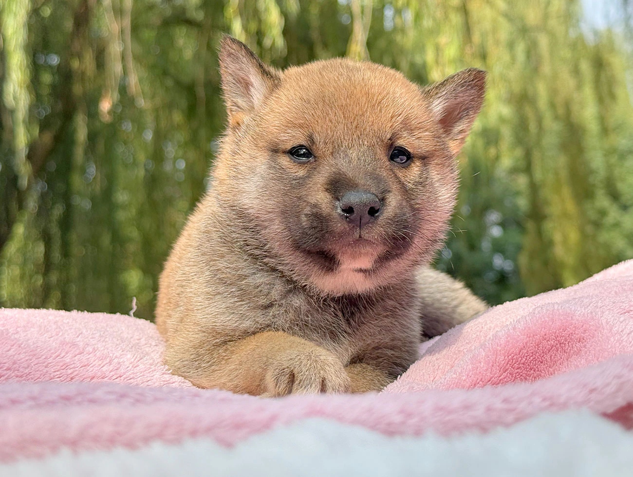Keisy · Shiba Inu