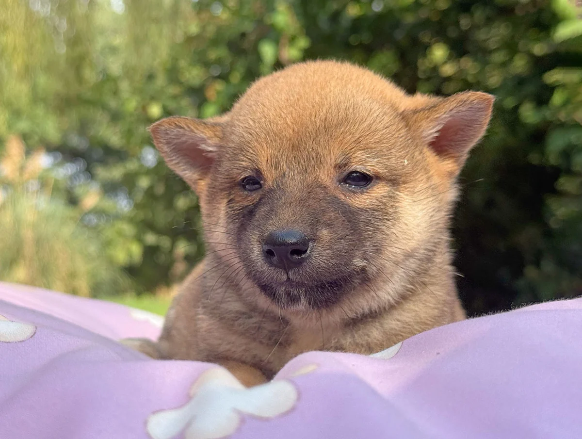 Nancy · Shiba Inu