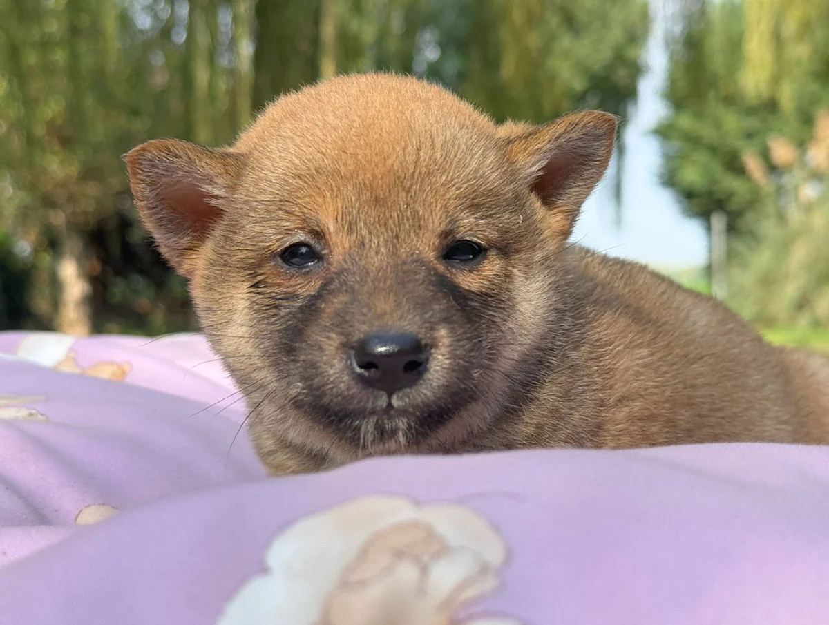 Nancy, Shiba Inu, femmina, Fulva
