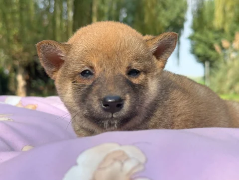 Shiba Femmina Fulvo Nancy1