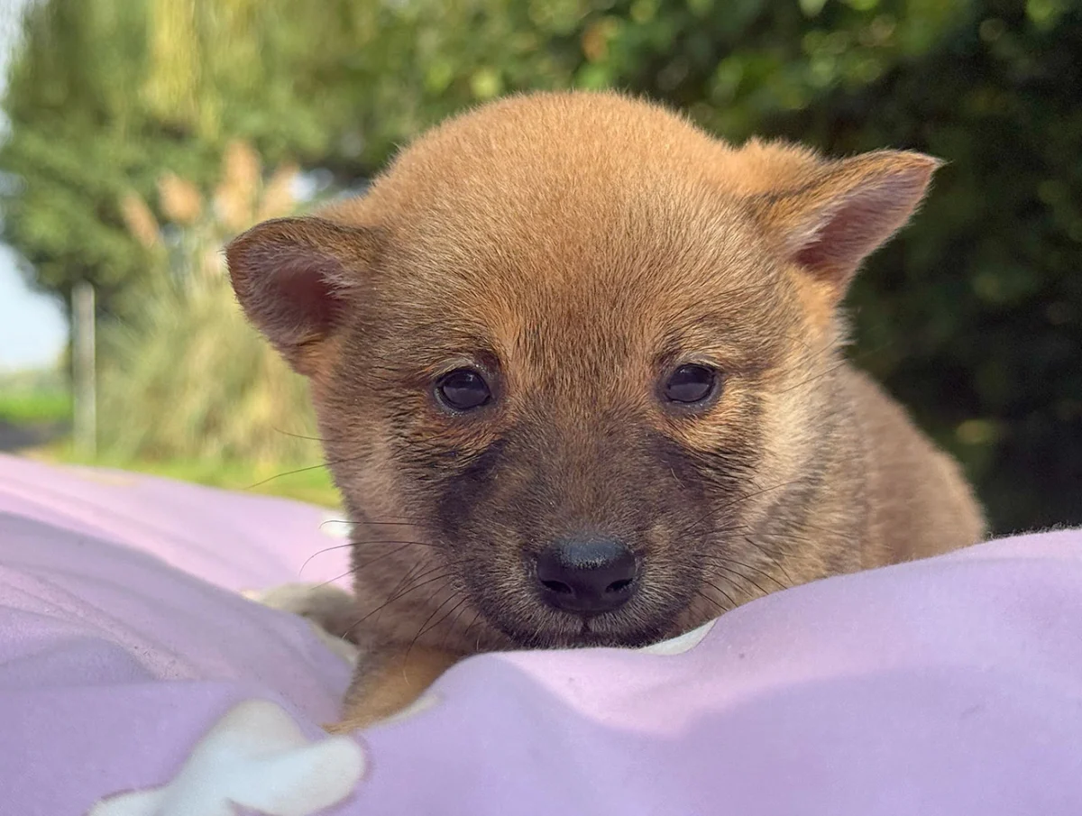 Nancy, Shiba Inu, femmina, Fulva