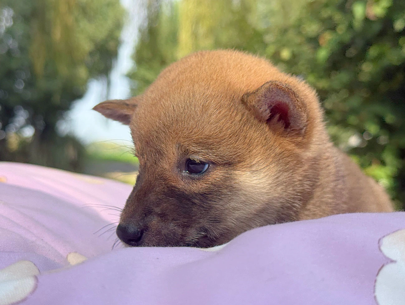 Nancy, Shiba Inu, femmina, Fulva