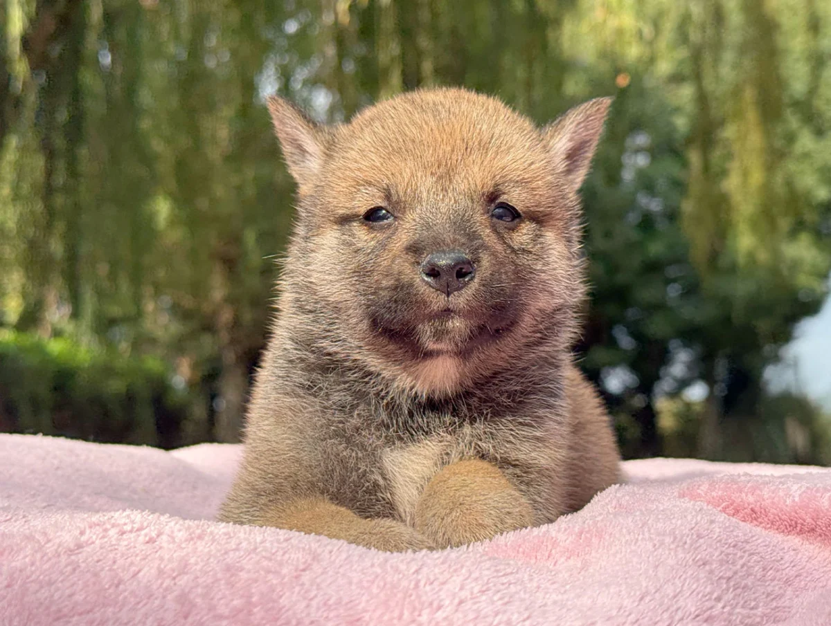 Nyna · Shiba Inu