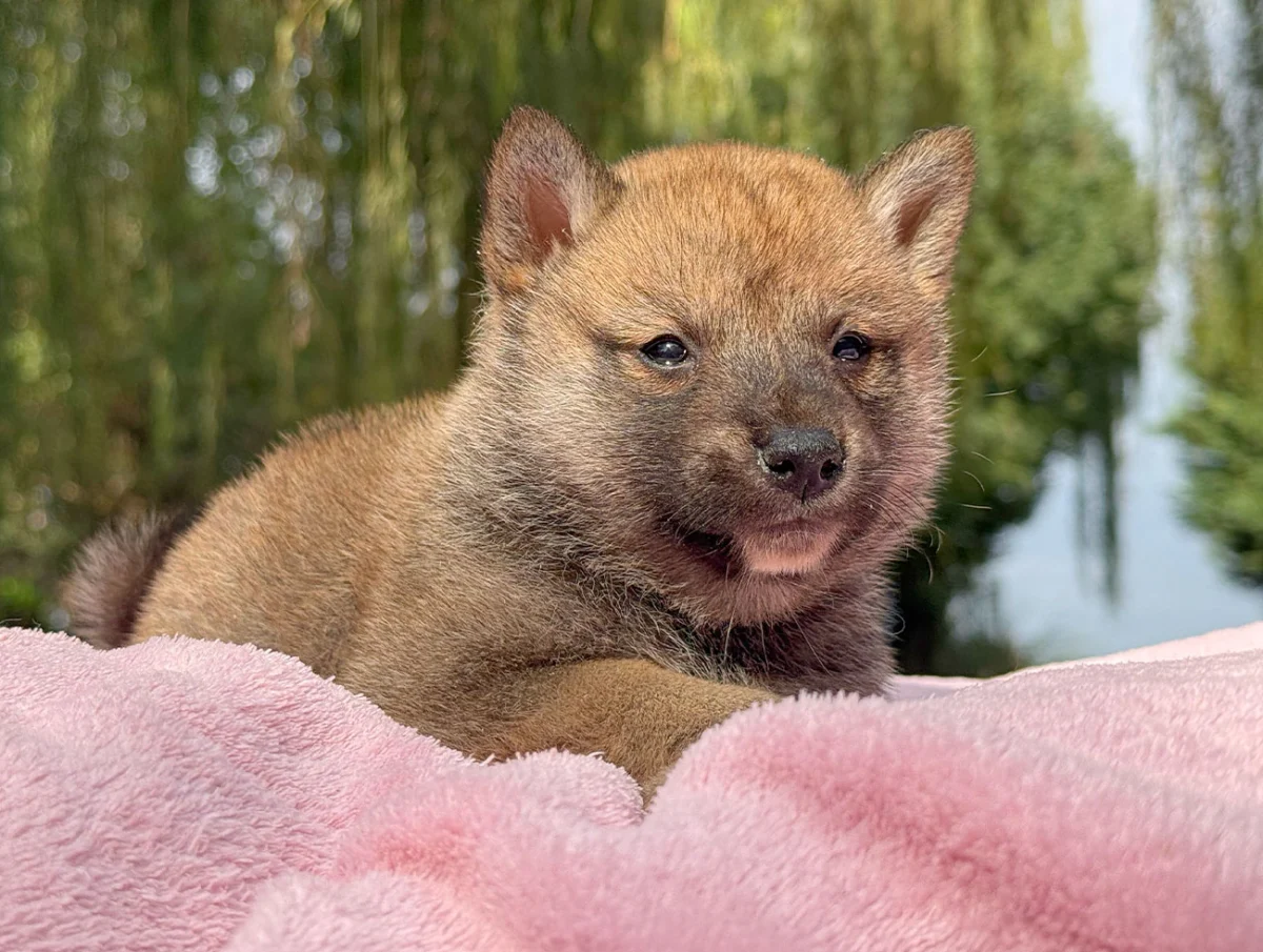 Shula · Shiba Inu