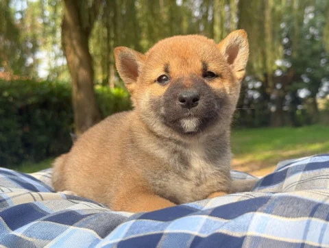 Shiba Maschio Fulvo Baxter