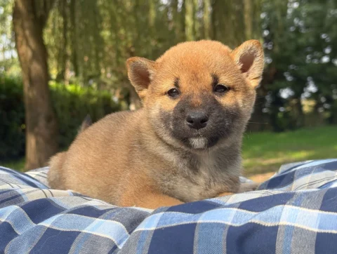 Shiba Maschio Fulvo Baxter2