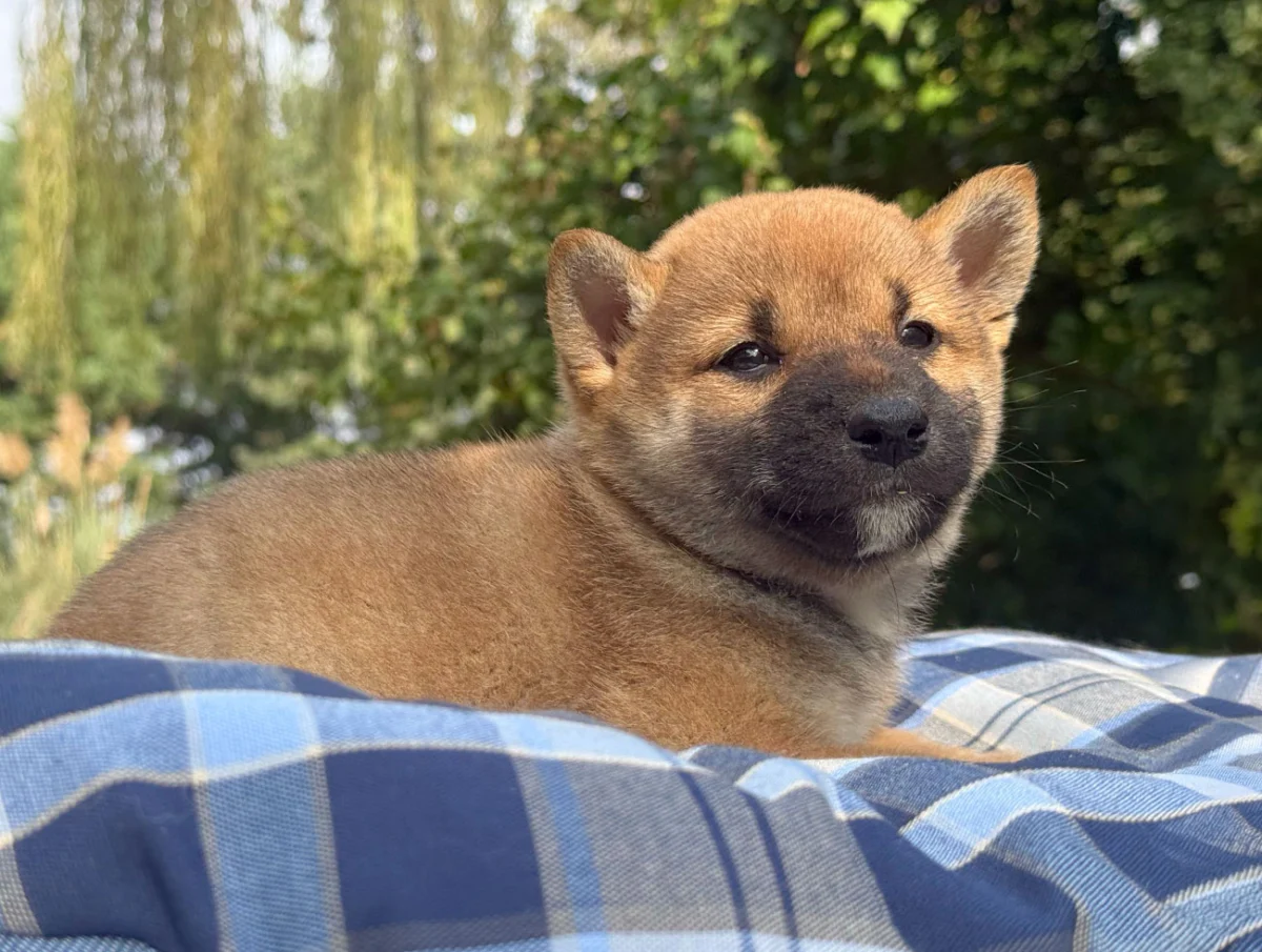 Baxter, Shiba Inu, maschio, Fulvo