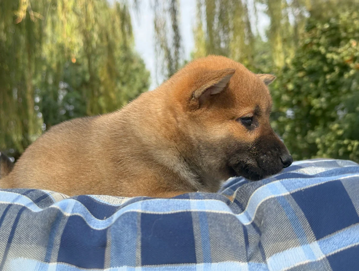 Baxter, Shiba Inu, maschio, Fulvo