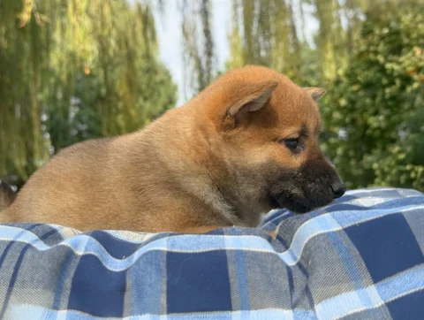 Shiba Maschio Fulvo Baxter4