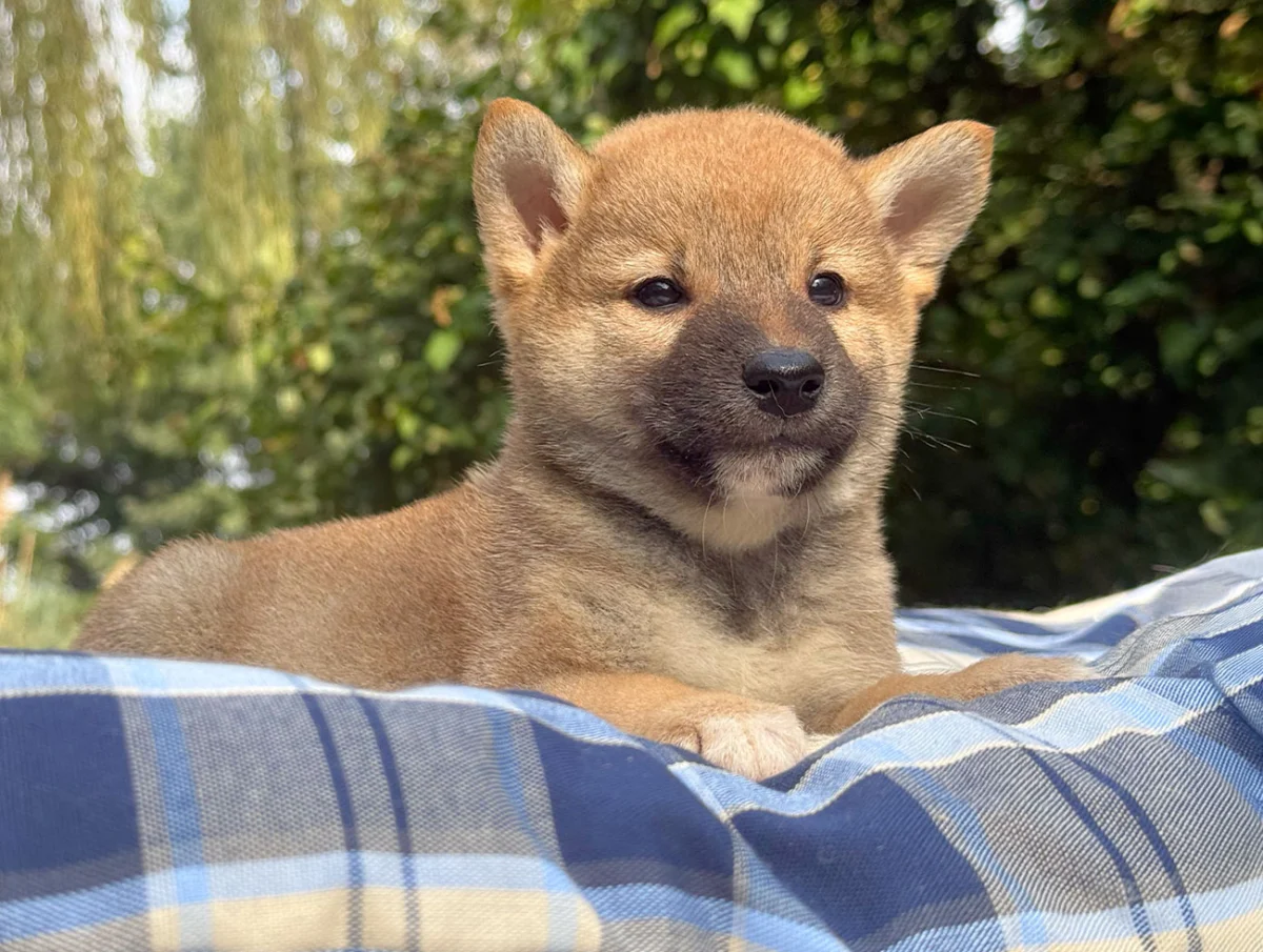 Ecko · Shiba Inu