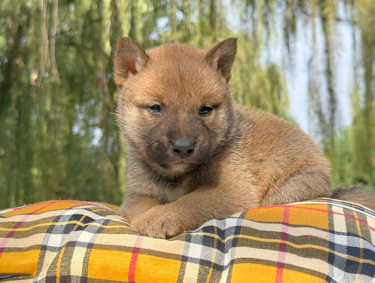 Jannik · Shiba Inu