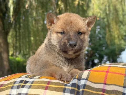 Shiba Maschio Fulvo Jannik1