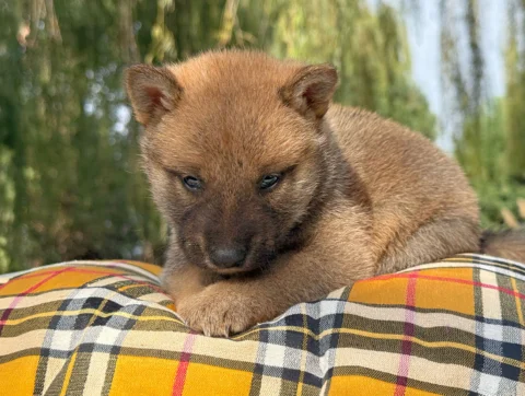 Shiba Maschio Fulvo Jannik2
