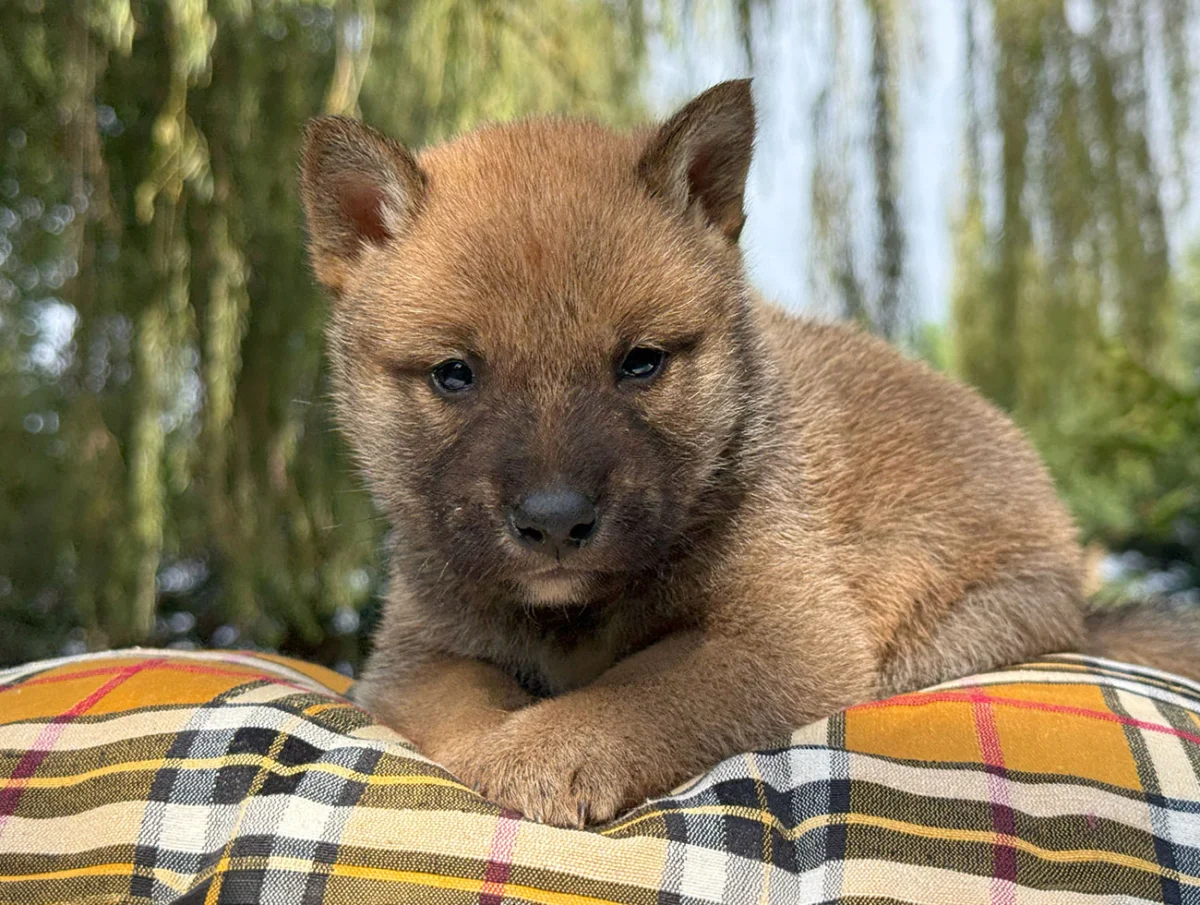 Jannik, Shiba Inu, maschio, Fulvo