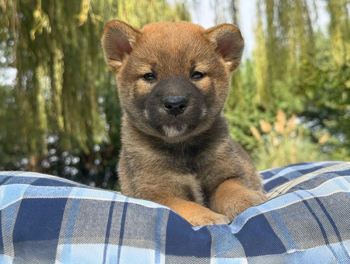 Wizzer · Shiba Inu