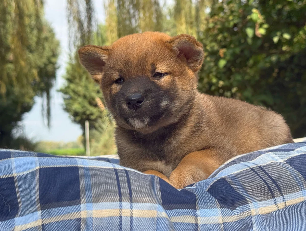 Wizzer, Shiba Inu, maschio, Fulvo