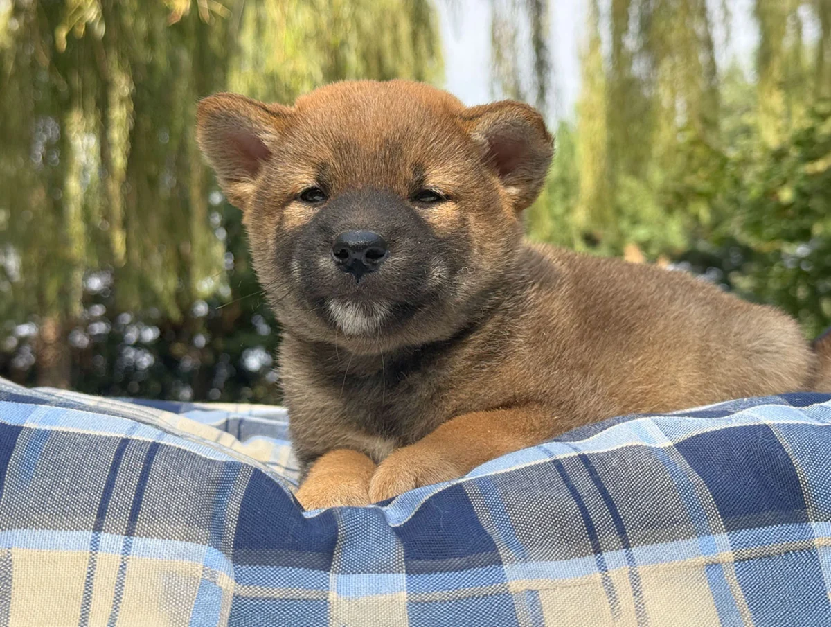 Wizzer, Shiba Inu, maschio, Fulvo