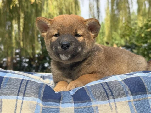 Shiba Maschio Fulvo Wizzer2