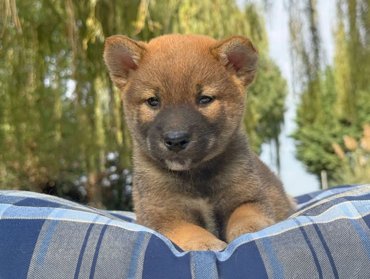 Wizzer, Shiba Inu, maschio, Fulvo