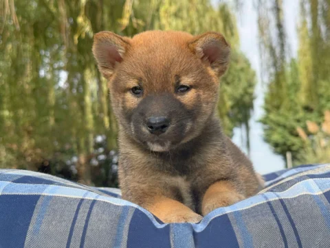 Shiba Maschio Fulvo Wizzer4