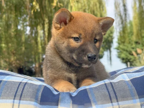 Shiba Maschio Fulvo Wizzer5