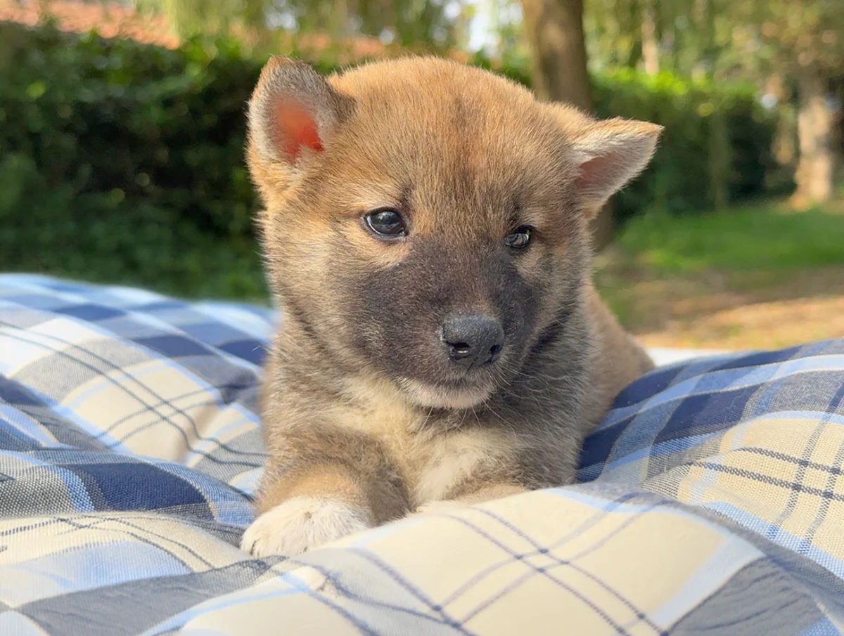 Xeno · Shiba Inu