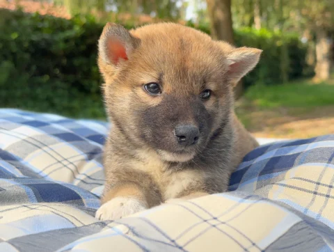 Shiba Maschio Fulvo Xeno