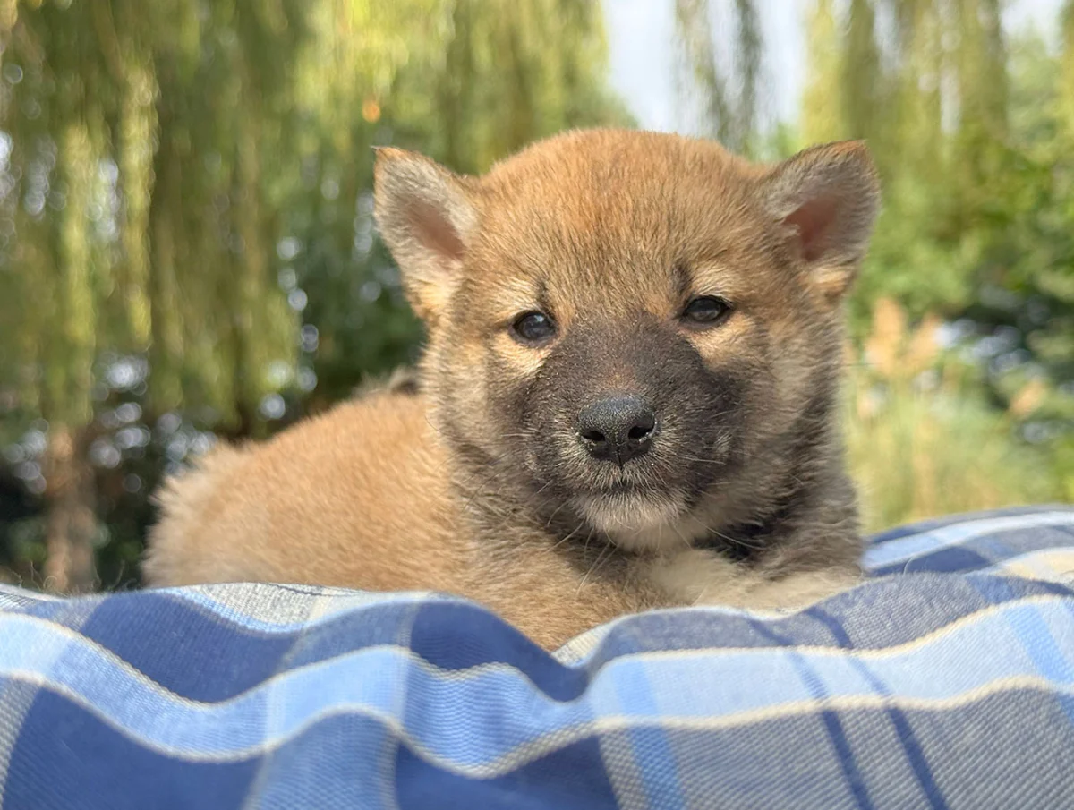 Xeno, Shiba Inu, maschio, Fulvo