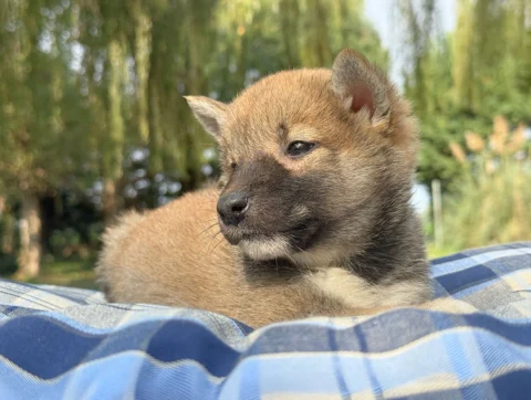 Shiba Maschio Fulvo Xeno3