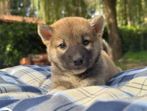 Shiba Maschio Fulvo Xeno4
