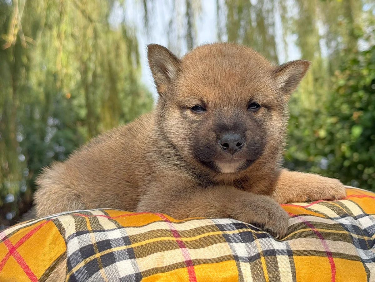 Zuko · Shiba Inu
