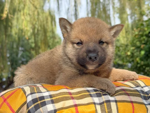 Shiba Maschio Fulvo Zuko