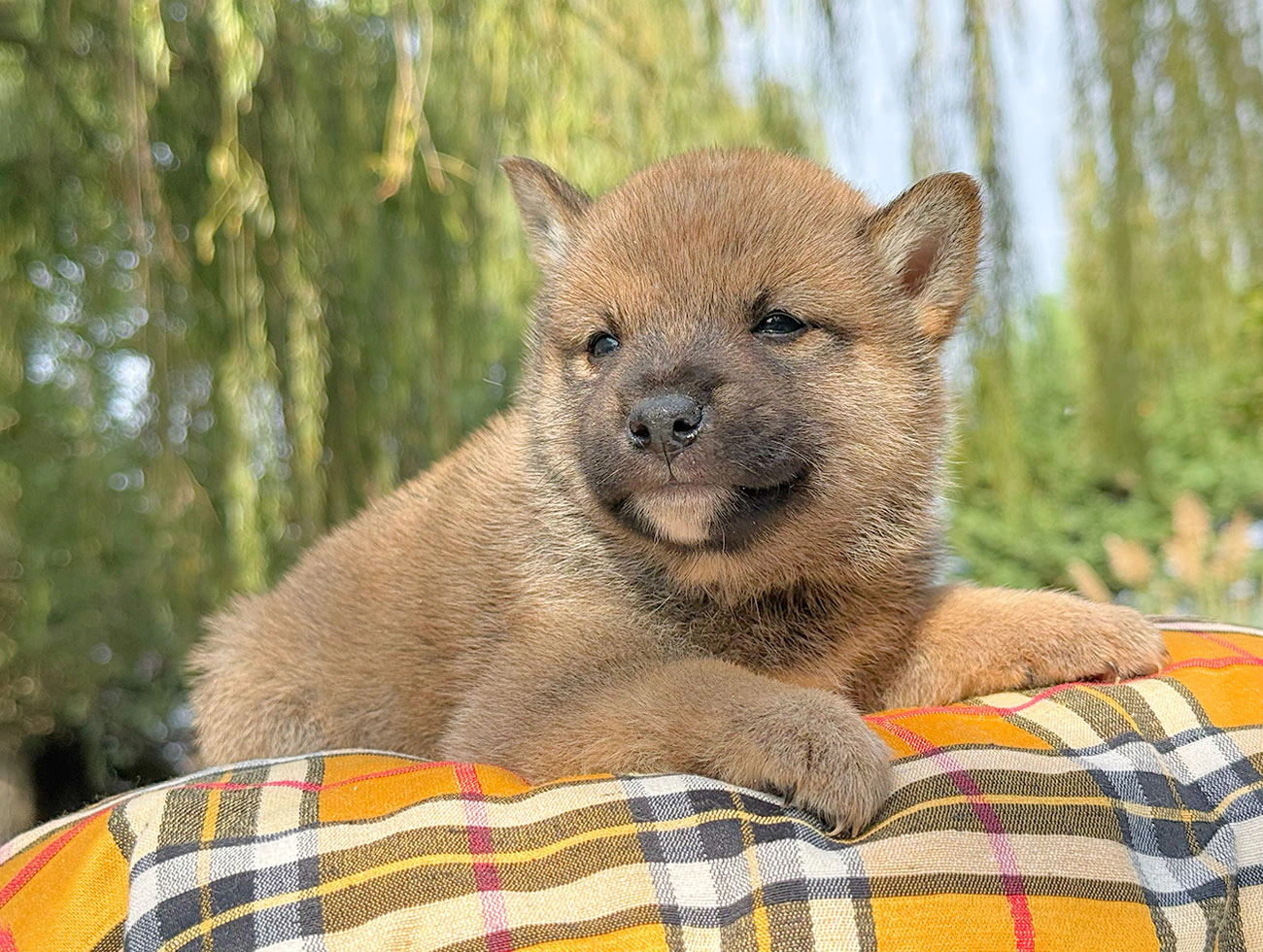 Zuko, Shiba Inu, maschio, Fulvo