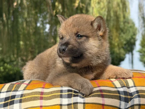 Shiba Maschio Fulvo Zuko2