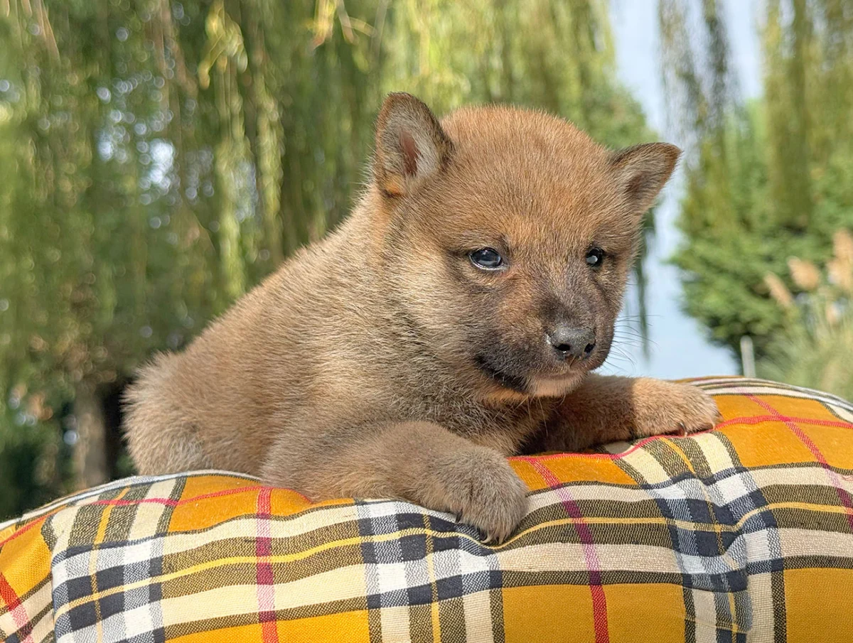 Zuko, Shiba Inu, maschio, Fulvo