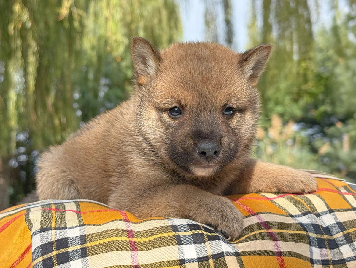 Zuko, Shiba Inu, maschio, Fulvo